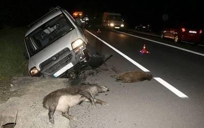 Zer egin behar dugu errepidean animalia batekin istripu bat izanez gero?