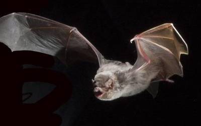 Mañarian saguzar espezie biren kolonia bat identifikatu dute