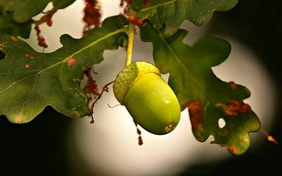 Sendabelarrei eta ezkurrei buruzko ikastaroak antolatu dituzte Elosuan