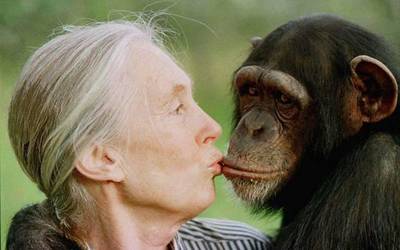 Gizalaba: Jane Goodall, txinpantzeen ikerlari eta babeslea