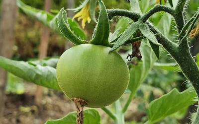Furgobaratza: tomate landareei buruzko tailerra