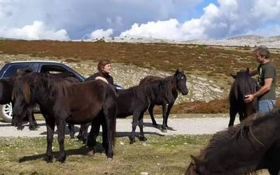 "Askotan ez gara ohartzen zaldiek zein behar dituzten"