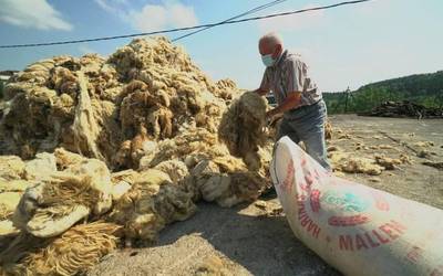 Abuztuaren 31n bukatuko da artilea biltzeko kanpaina Bortzirietan