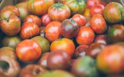 Tomate zaharraren festa Iruñera itzuliko da bihar larunbatean Geltokin eginen den EKOmerkatuan