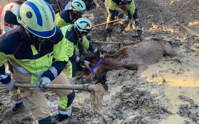 [ARGAZKI GALERIA] Lupetz artean harrapatuta geldituriko zaldia erreskatatu dute Zornotzan