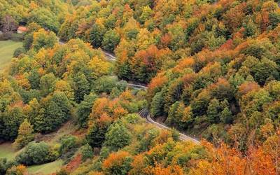 Naturaren leheneratze legea, basoak eta Basotik fundazioa