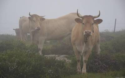 Akordioa lortuta, espetxea saihestu dute Aiarako hiltegiko auziko akusatuek