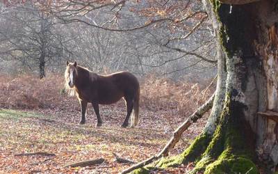 Gobernuak natur parkeko mantentze lanak eman nahi ditu