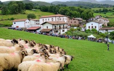 Buru gorri zein buru beltzetan 25na artalde izanen dira