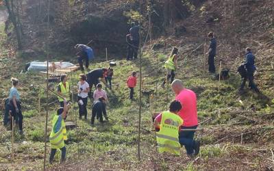 Kukubasok antolatuta, San Martzial ermitaren inguruan zuhaitz landaketa egin dute