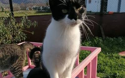 El Refugio de los Sabios animalien aterpea itxi behar izan dute
