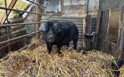 'Gurutze' txerri mestizoa, 250 kilo ingurukoa, santamasetarako gertu
