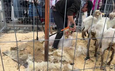 Ganadu feria, artile mozketa erakustaldi eta guzti