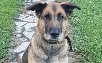 Sua izeneko txakurra galdu zen Aiaran Errege egunean eta bere bila ari dira oraindik
