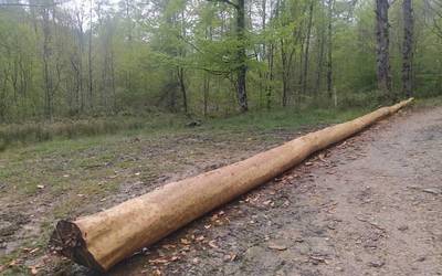 Maiatza plazan zutik