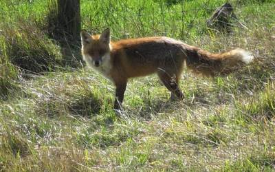 Azeria (Vulpes vulpes)