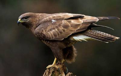 Zapelatz arrunta (Buteo buteo)