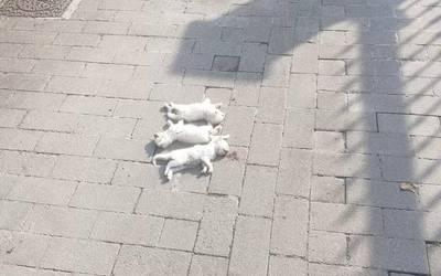 Hiru katakume hilda agertu direla salatu dute Abadiñon