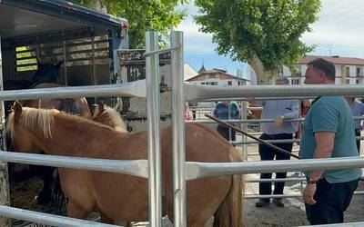 Iruñako zaldi feria solasbide Josu Sarobe albaiteroarekin