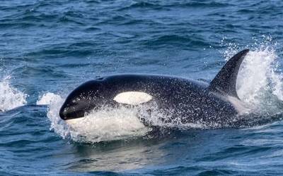 Orka talde batek belaontzi bat erasotu du Debako uretan