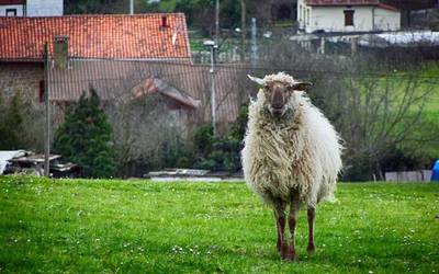 Artile bilketa egingo du Lezamako kooperatibak barikuan eta zapatuan