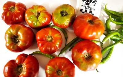 Tomate zaharraren barietateen balioa goresten
