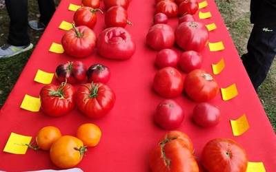 50 barietate inguru atzo Iruñean egindako Tomate zaharraren lehiaketan