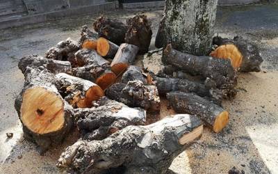 Udal basoetako egurra aprobetxatu dezakete herritarrek