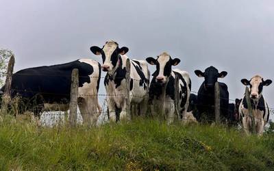 Mihi urdinaren aurkako txerto berriak erosiko ditu Arabak