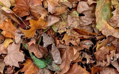 Udazken kutsua berreskuratzen