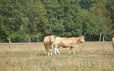 Nafarroako Aratxearen eguna urriaren 12an