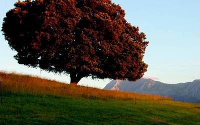[EGITARAUA] Berrizko Eitua auzoko San Fausto jaiak ospatuko dituzte asteburuan