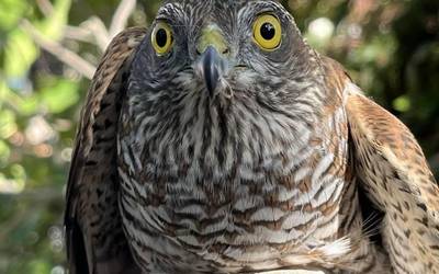 Zauritutako gabirai bat erreskatatu dute Fresnedan