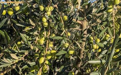 Itxura onean jarraitu nahi du