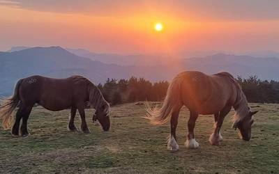 Pake Lekuk eman ditu udako argazki lehiaketako sariak