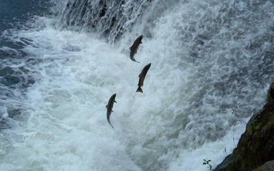 Ortziralean eta larunbatean borobilduko dute 'Izokina Bidasoan gora eta Bera' zikloa