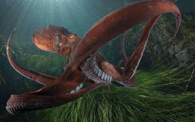 Cimasub itsaspeko zikloko emanaldia izango da gaur Aita Marin