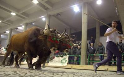 Aiako idi probak bertan behera gelditu dira, dermatosi nodular kutsakorra dela eta