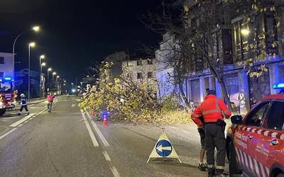 Kamioi batek zuhaitzak jo ditu