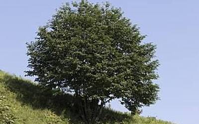 II. Gaztain Feria Jauntsarasen