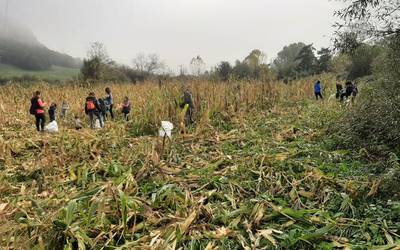 Artoa biltzeko eguna