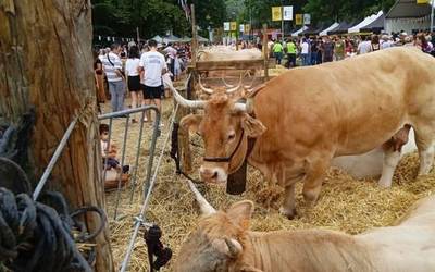 Elizondoko abeltzaintza bulegoan sar atera