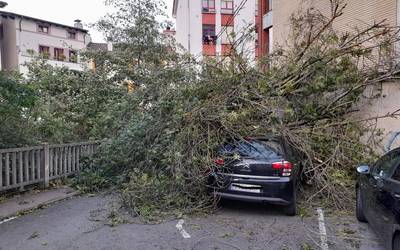 Zuhaitz bat auto baten gainera erori da haizetearen ondorioz