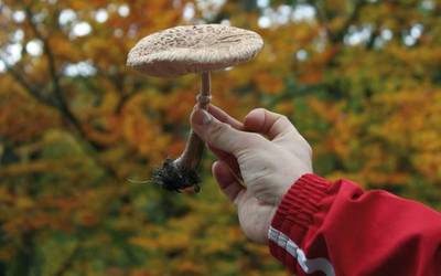 Zizegorri Mikologia Elkartea Zamudioko Azokan