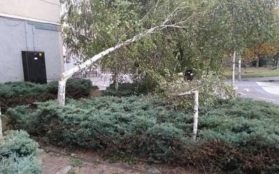 Durangar batek San Faustoko urki bi moztu ditu zuhaitzak altuegiak zirela iritzita