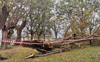 Aretxabaletan ere zuhaitz adar asko apurtuta haize zakarraren eraginez