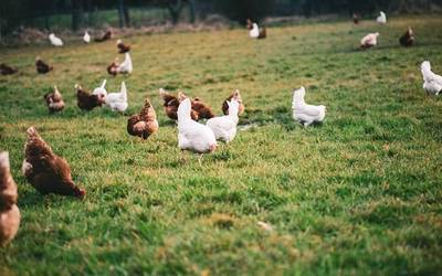 Abeltzaintza dibertsifikatuari buruzko tailerra eginen dute azaroaren 24an eta 25ean Donezteben