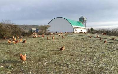 Etxeko hegaztiak aire librean haztea debekatuta dago astelehenetik aurrera