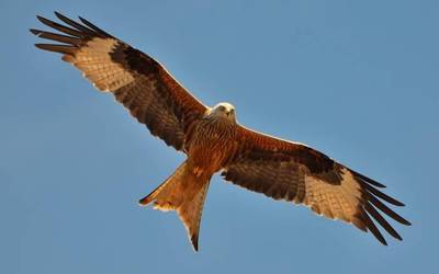 Miru gorria, gaurko ingurumen kolaborazioko protagonista