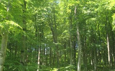 Baso aprobetxamenduak Aralarren, udal kontuak eta sanmartindarrak